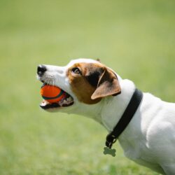 Jackrussellinterrieri