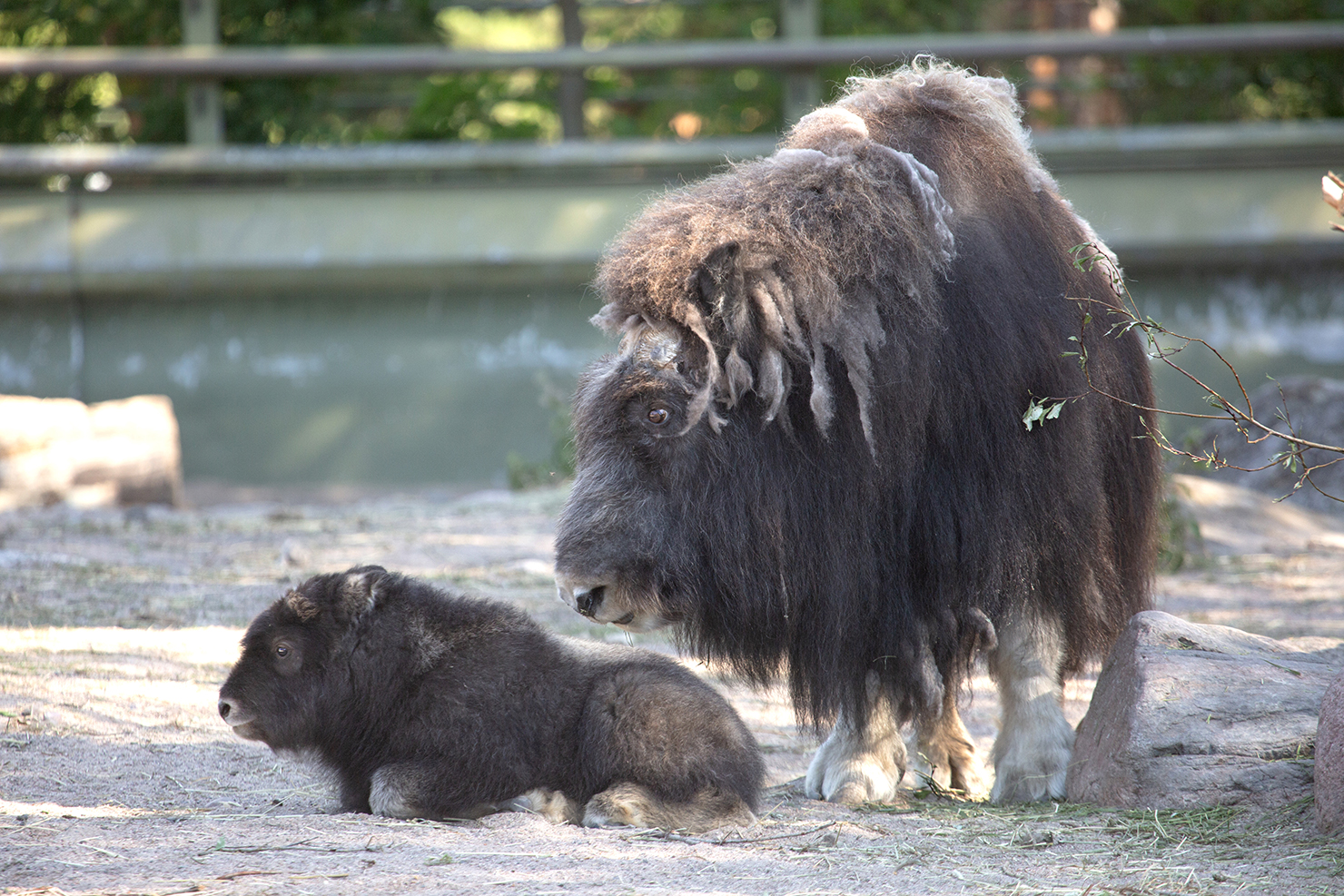 Myskihärkä ja kili